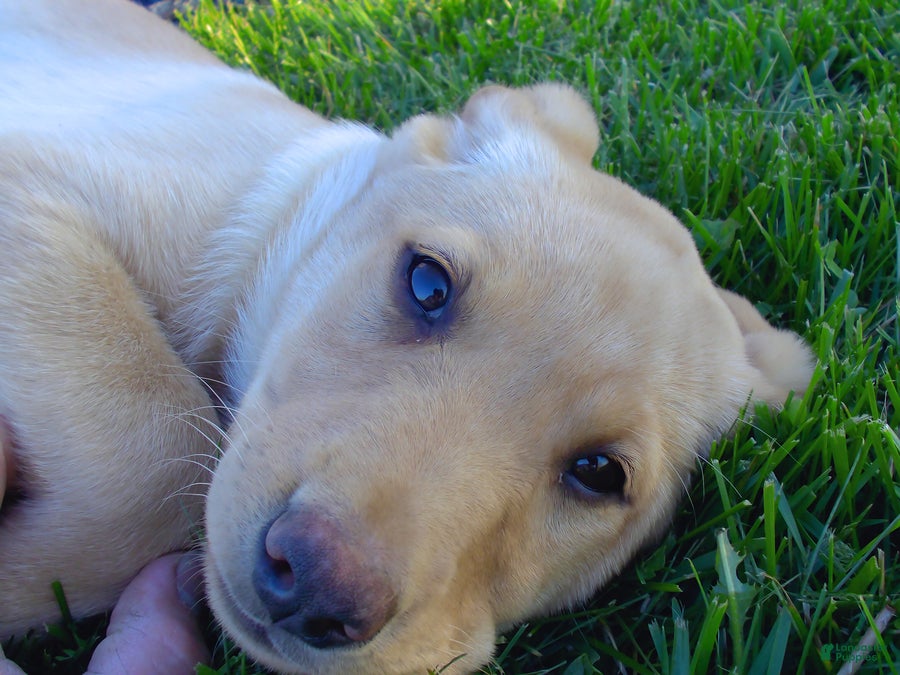 Labrador Retriever dogs Brooklyn - Ad 2