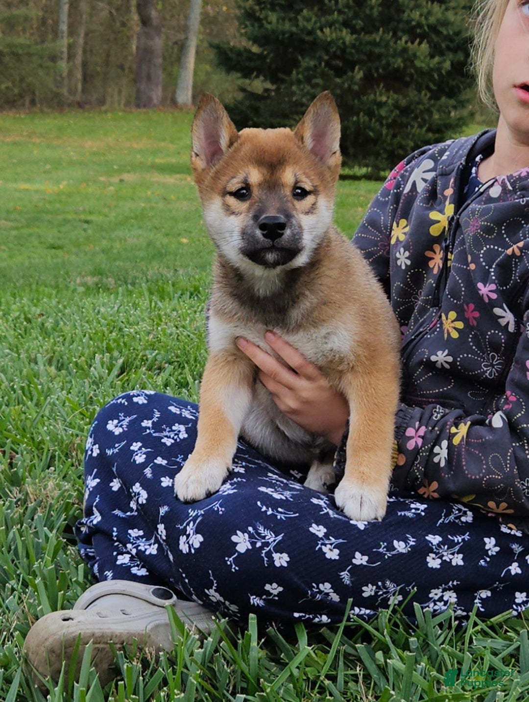 Blue​ Shiba Inu Puppies for sale Lancaster Puppies
