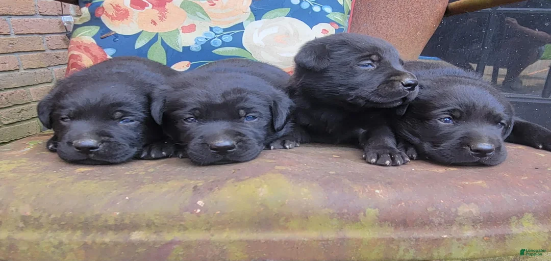 Gallery Image {{count}}