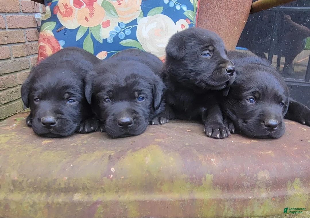 Gallery Image {{count}}