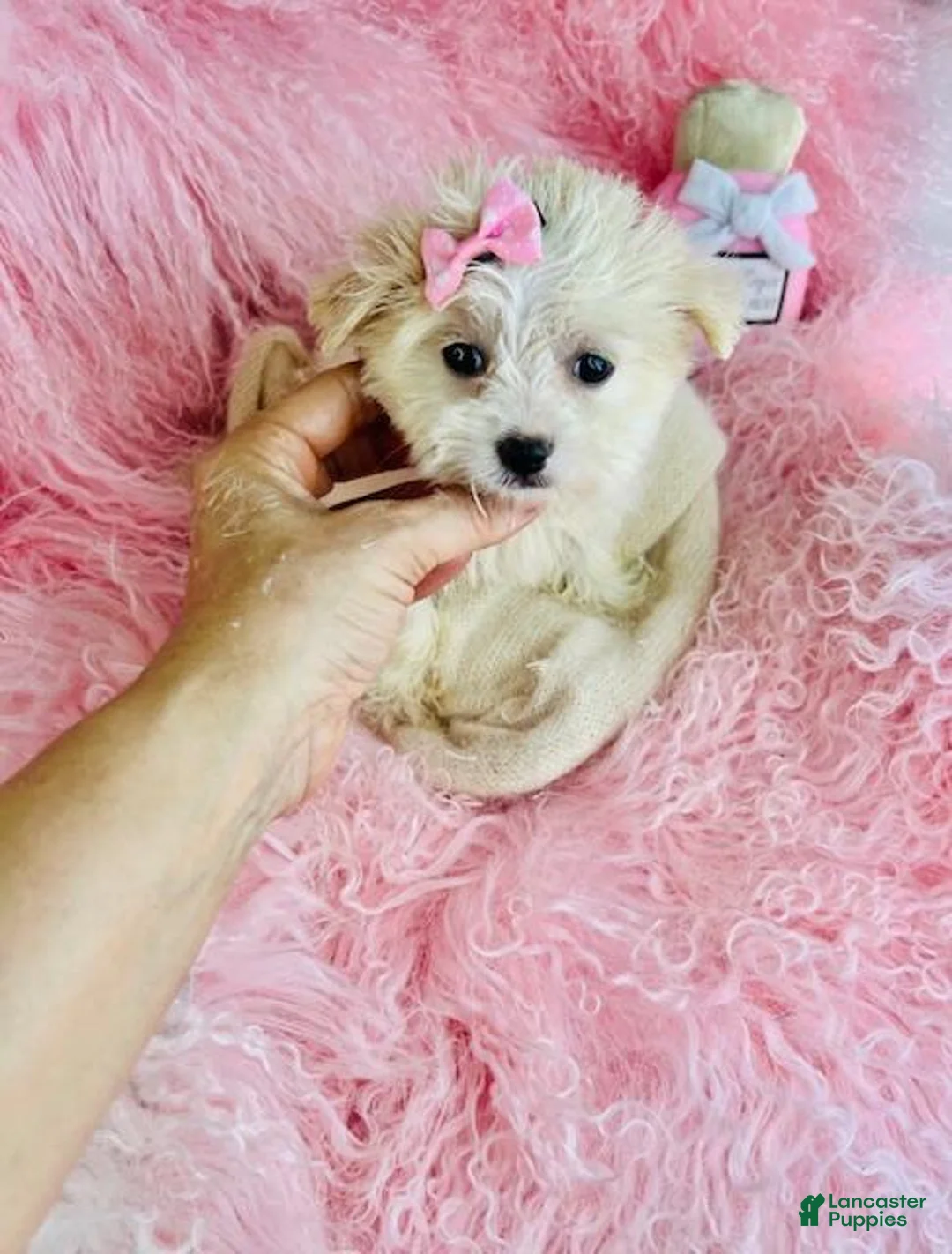 Mixed Breed dogs for sale: Mixed Breed Puppy 1 - Ad 3
