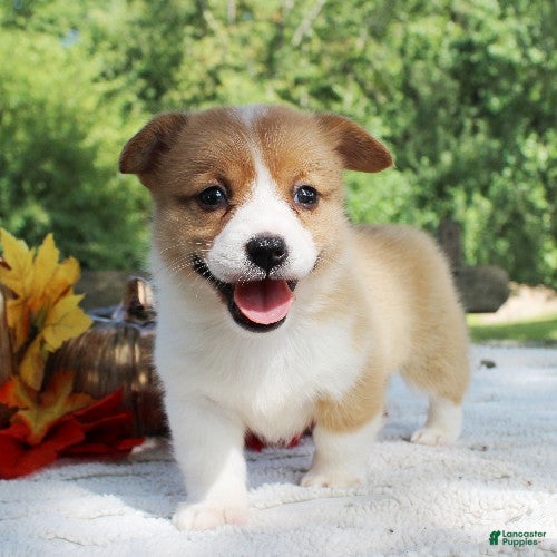 Welsh Corgi Pembroke dogs Sadie - Ad 1