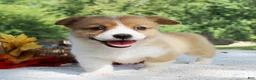 Welsh Corgi Pembroke dogs for sale: Sadie - Ad 1