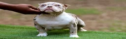 American Bully dogs for sale: Chocolate Tri Merle Female - Ad 3
