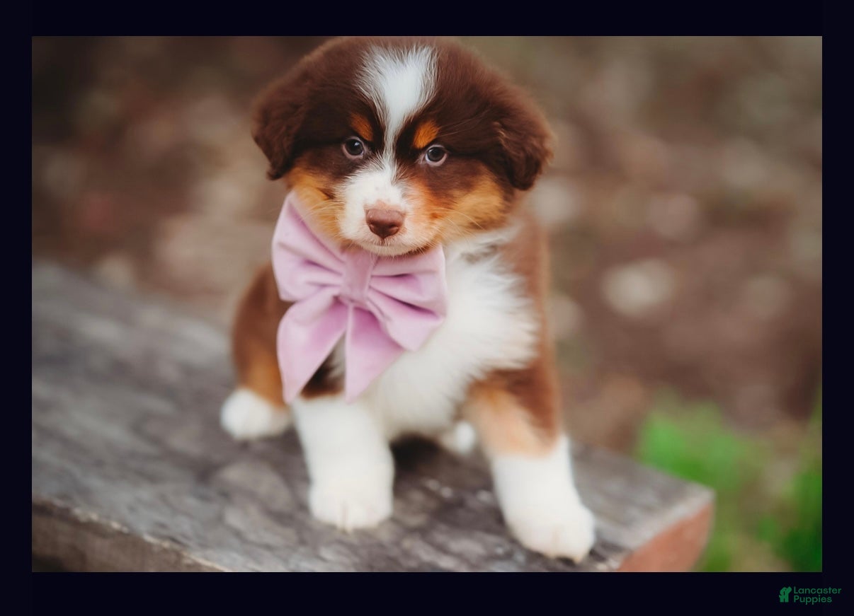 Australian Shepherd dogs Penny - Ad 1