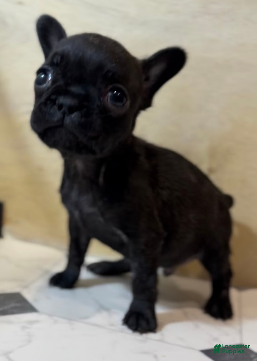 French Bulldog dogs for sale: Major - Ad 3