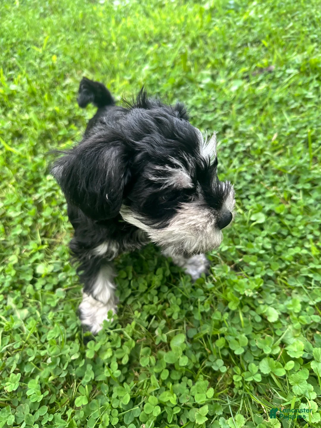 Miniature Schnauzer dogs for sale: Miniature Schnauzer 4 Bryce - Ad 1