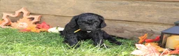 Standard Poodle dogs for sale: Ethan - Ad 4