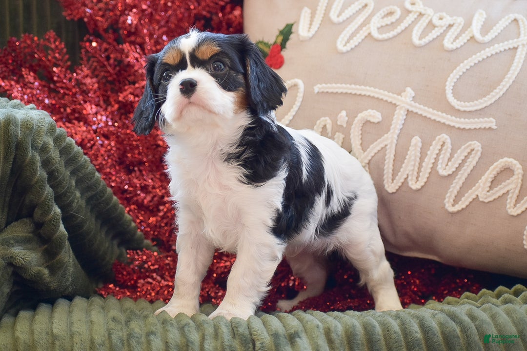 Cavalier King Charles Spaniel dogs for sale: Justin - Ad 2