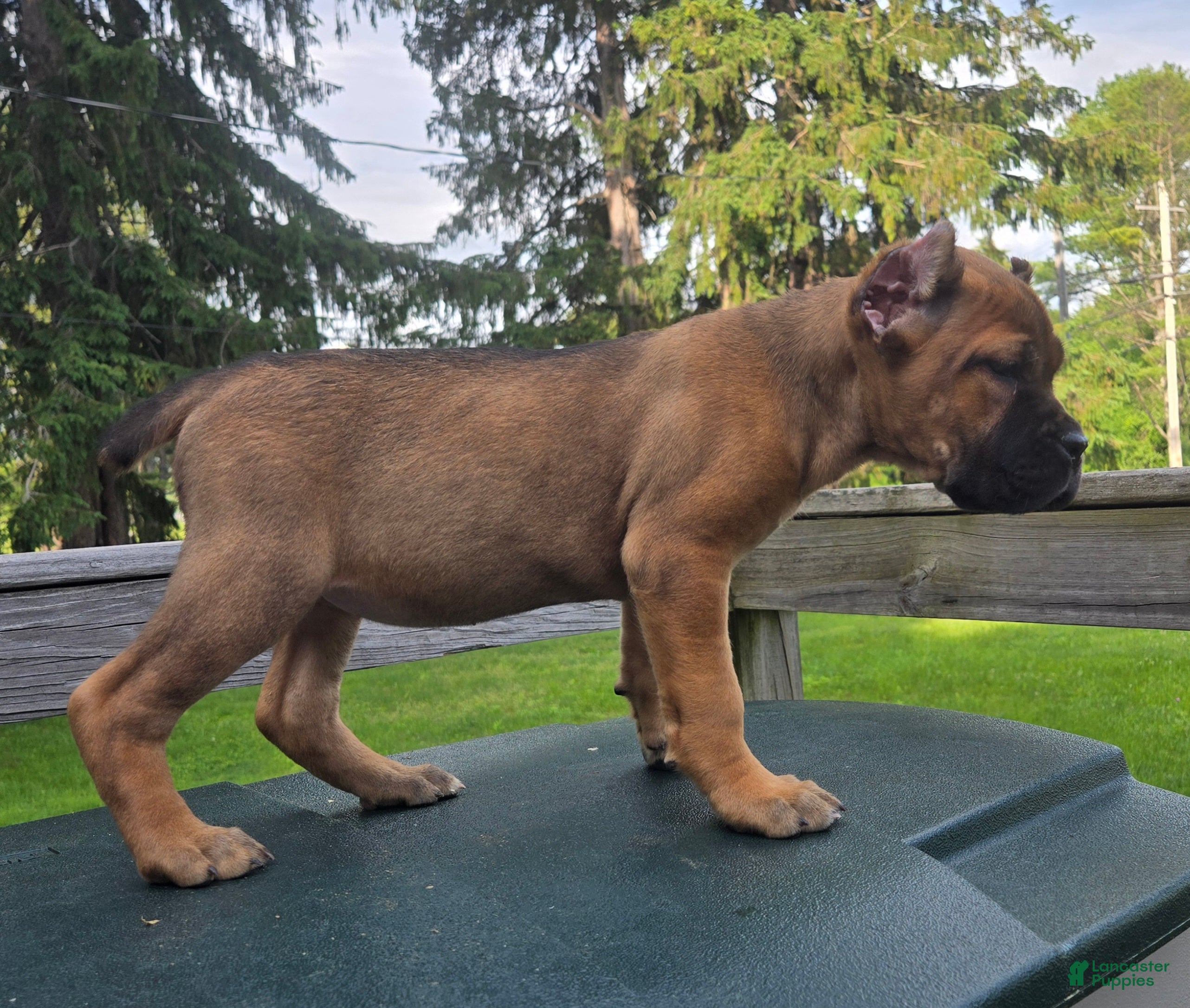 Cane Corso dogs ICCF Scarlett  - Ad 41