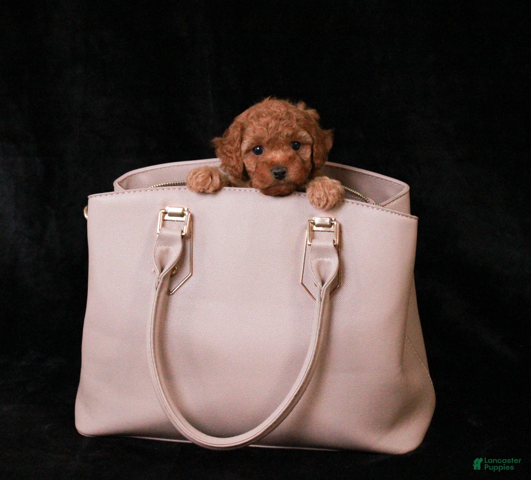 Cavapoo dogs for sale: Junipuff - Ad 2
