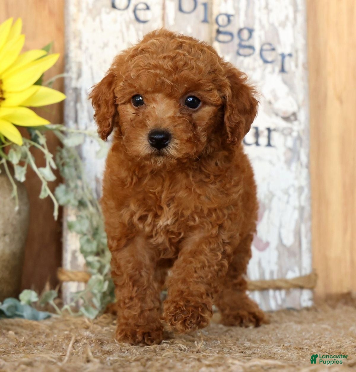 Miniature Poodle dogs Nic - Ad 2