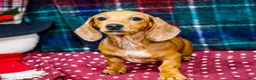 Miniature Dachshund dogs for sale: Vera - Ad 3
