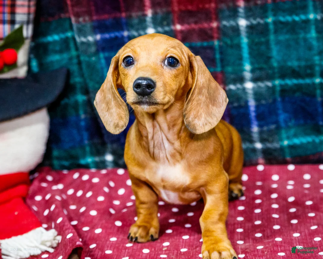 Miniature Dachshund dogs for sale: Vera - Ad 3