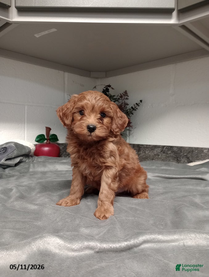 Mini Goldendoodle dogs Dexter - Ad 23