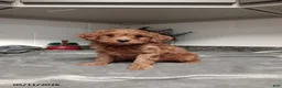 Mini Goldendoodle dogs for sale: Dexter - Ad 1