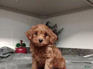 Mini Goldendoodle dogs Dexter - Ad 23