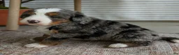 Bernedoodle dogs for sale: Skylar  - Ad 8