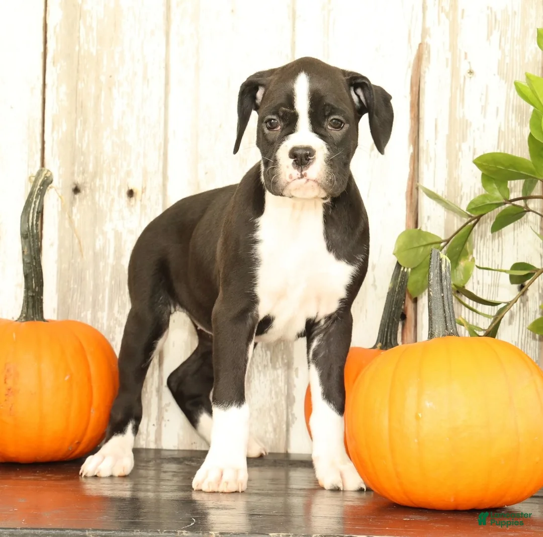 Boxer dogs for sale: Chloe - Ad 1