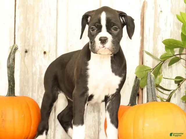 Boxer dogs Chloe - Ad 1