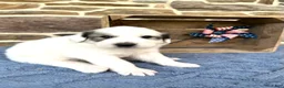 Great Pyrenees dogs for sale: AKC Savannah - Ad 6