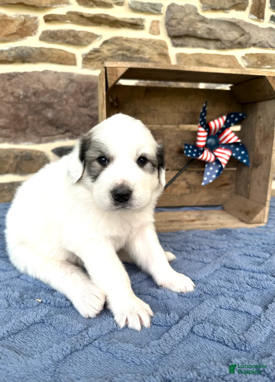 Great Pyrenees dogs for sale: AKC Savannah - Ad 6