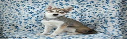 Alaskan Klee Kai dogs for sale: Tessa - Ad 2