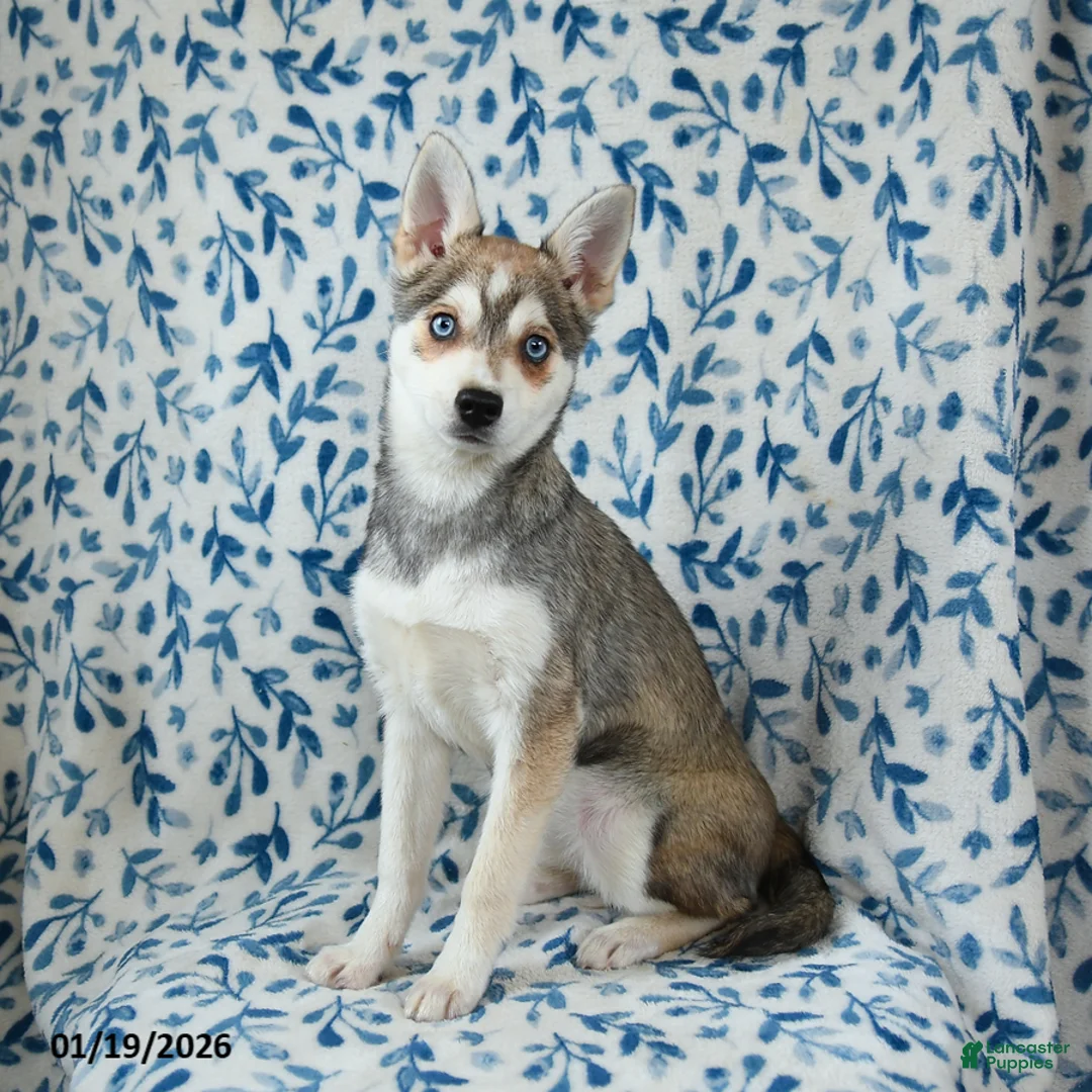 Alaskan Klee Kai dogs for sale: Tessa - Ad 2