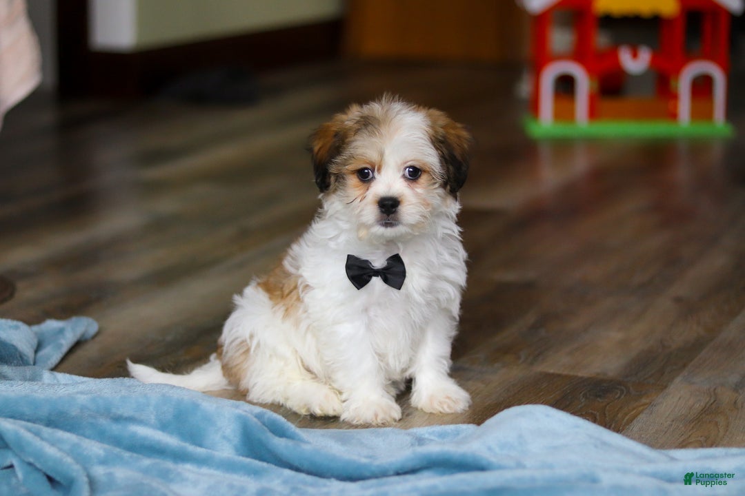 Teddy Bear dogs for sale: Ian - Ad 1