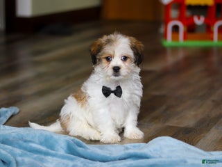 Teddy Bear dogs Ian - Ad 20