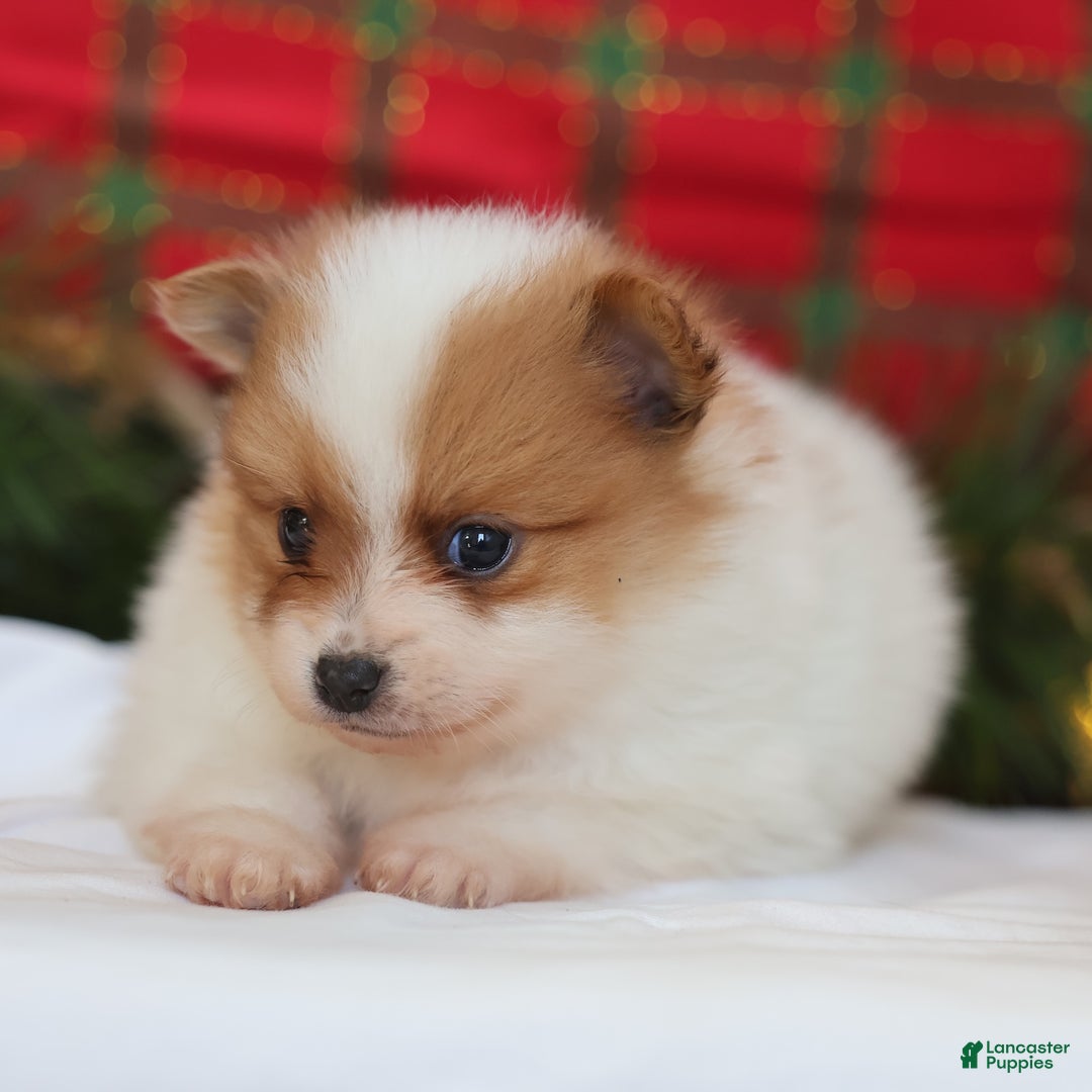 Pomeranian dogs for sale: Captain  - Ad 3