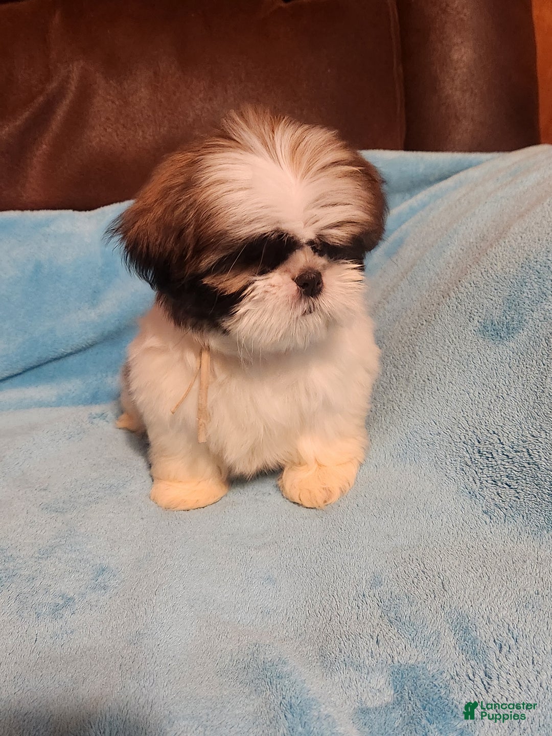 Shih Tzu dogs for sale: Shih Tzu Puppy 5 - Ad 4