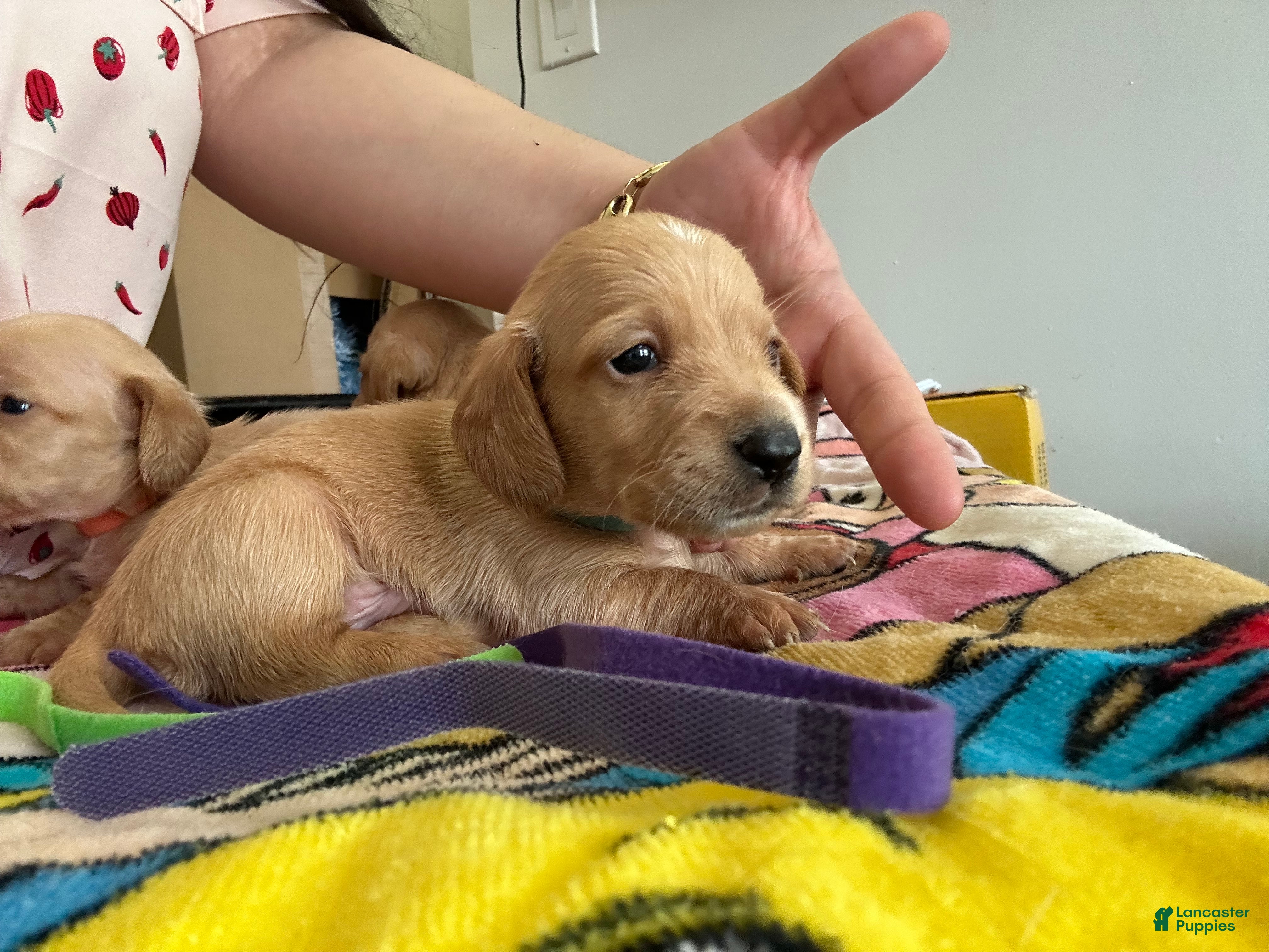 Miniature Dachshund dogs Miniature Dachshund Puppy 1 - Ad 21