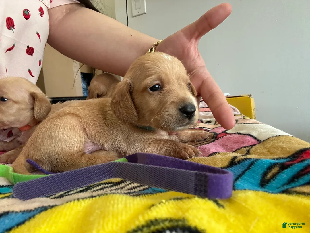 Miniature Dachshund dogs for sale: Miniature Dachshund Puppy 1 - Ad 1