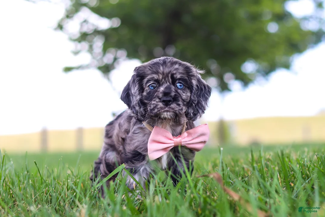 Cocker Spaniel dogs for sale: Gabby - Ad 1