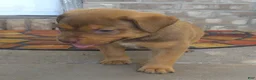 American Bully dogs for sale: "SNOOP DOGG" LILAC TRI COLOR - Ad 7