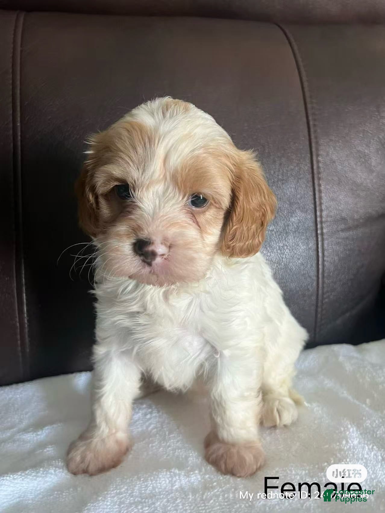 Cavapoo dogs Cavapoo 4 - Ad 29
