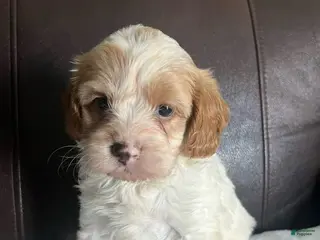Cavapoo dogs Cavapoo 4 - Ad 14