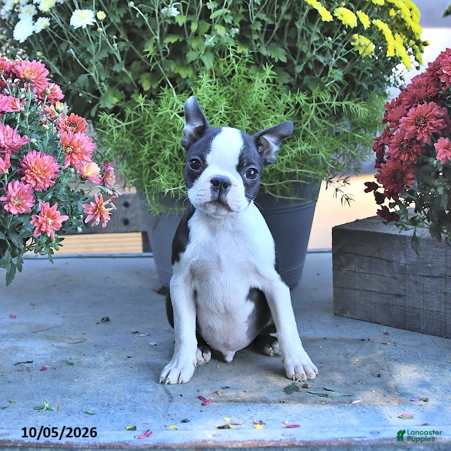 Boston Terrier dogs Harley - Ad 2