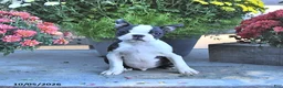 Boston Terrier dogs for sale: Harley - Ad 2
