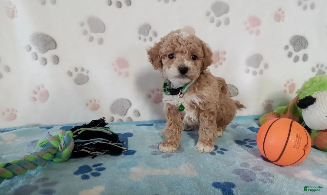 Cockapoo dogs for sale: Snoopy  - Ad 1