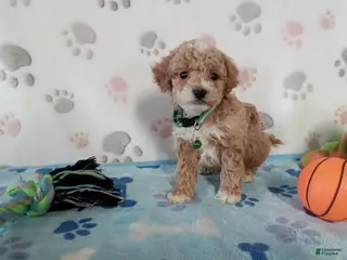 Cockapoo dogs for sale: Snoopy - Ad 1