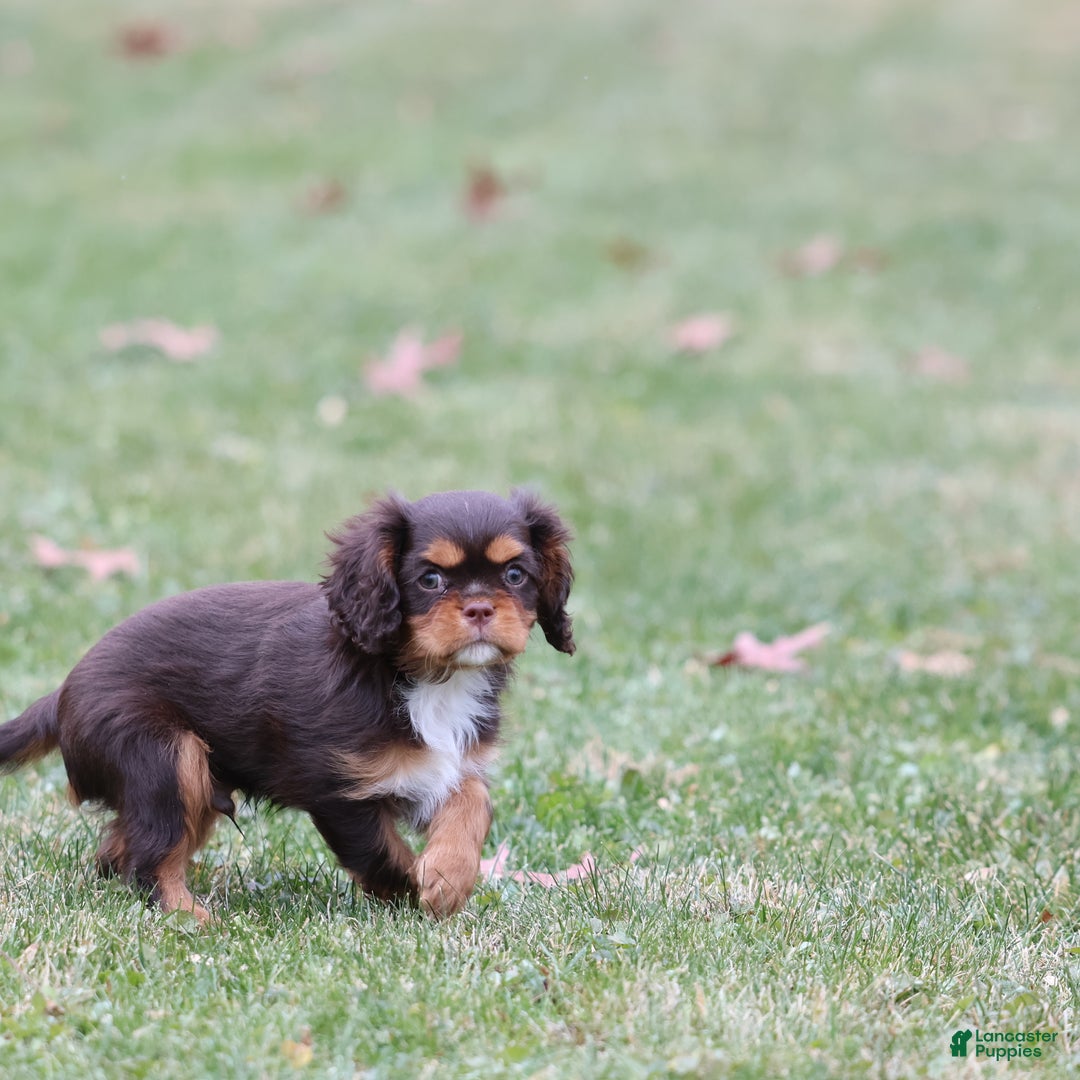 Cavalier King Charles Spaniel dogs for sale: Twix - Ad 3