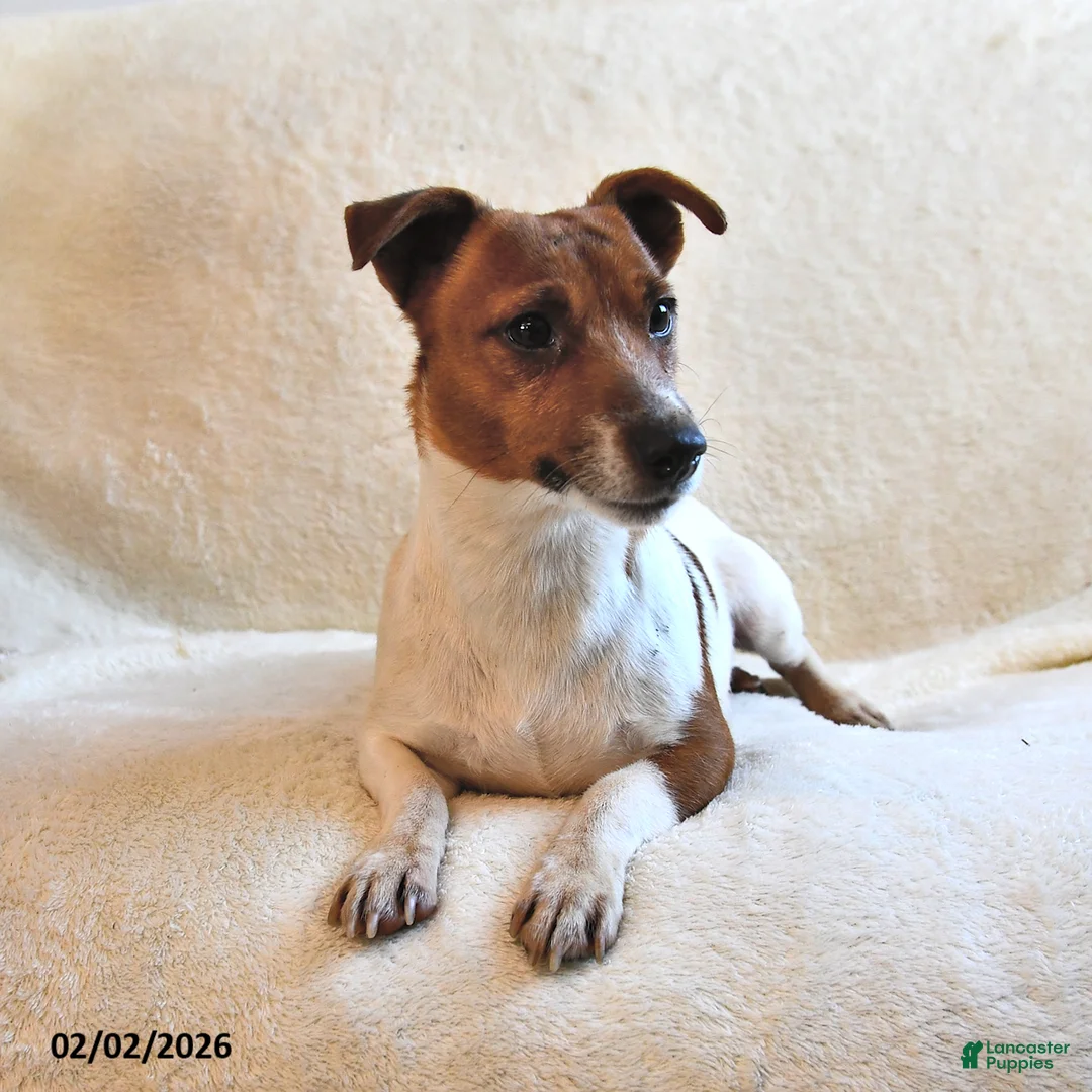 Jack Russell Terrier dogs for sale: Bitsy - Ad 6