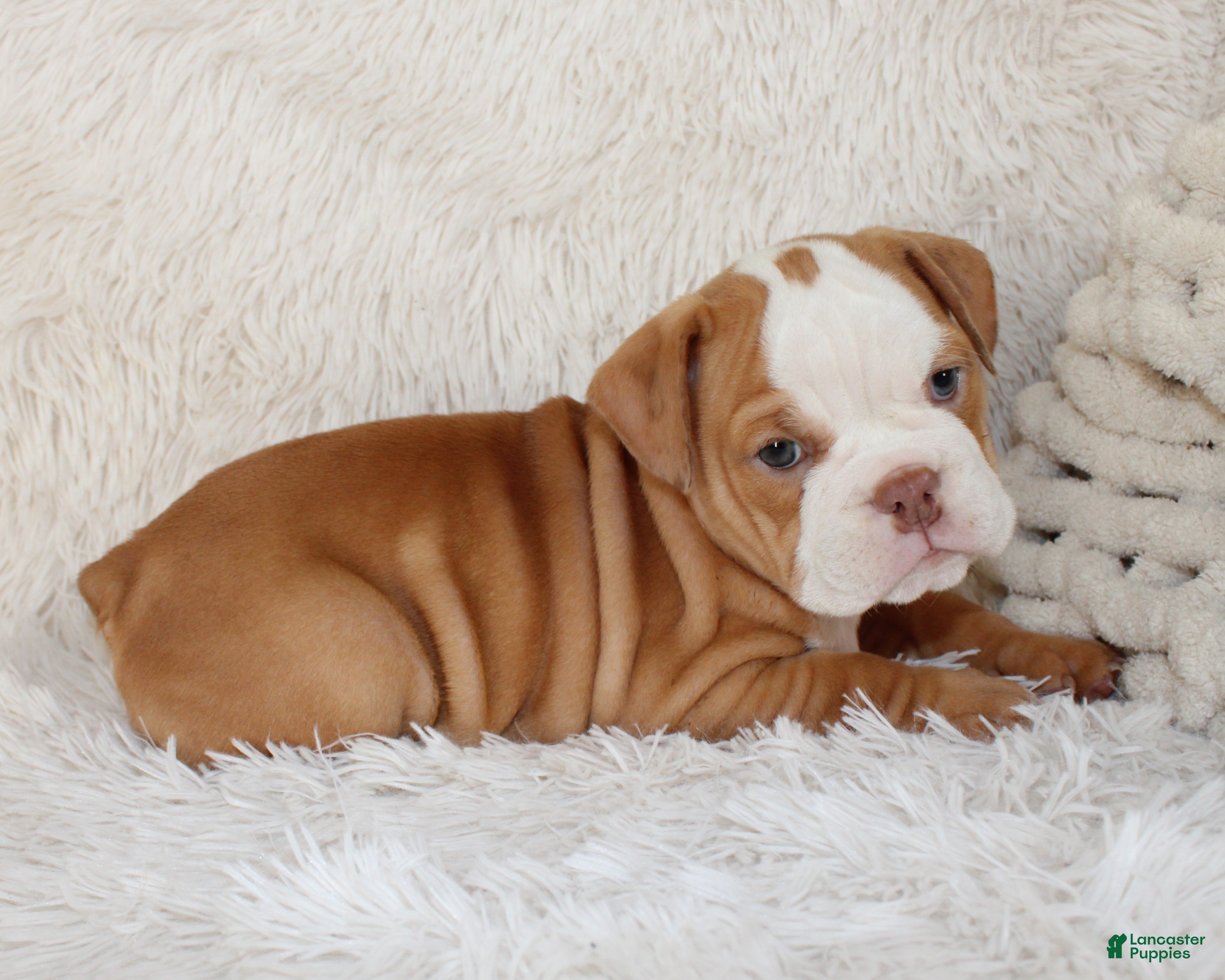 English Bulldog dogs Kallie - Ad 2