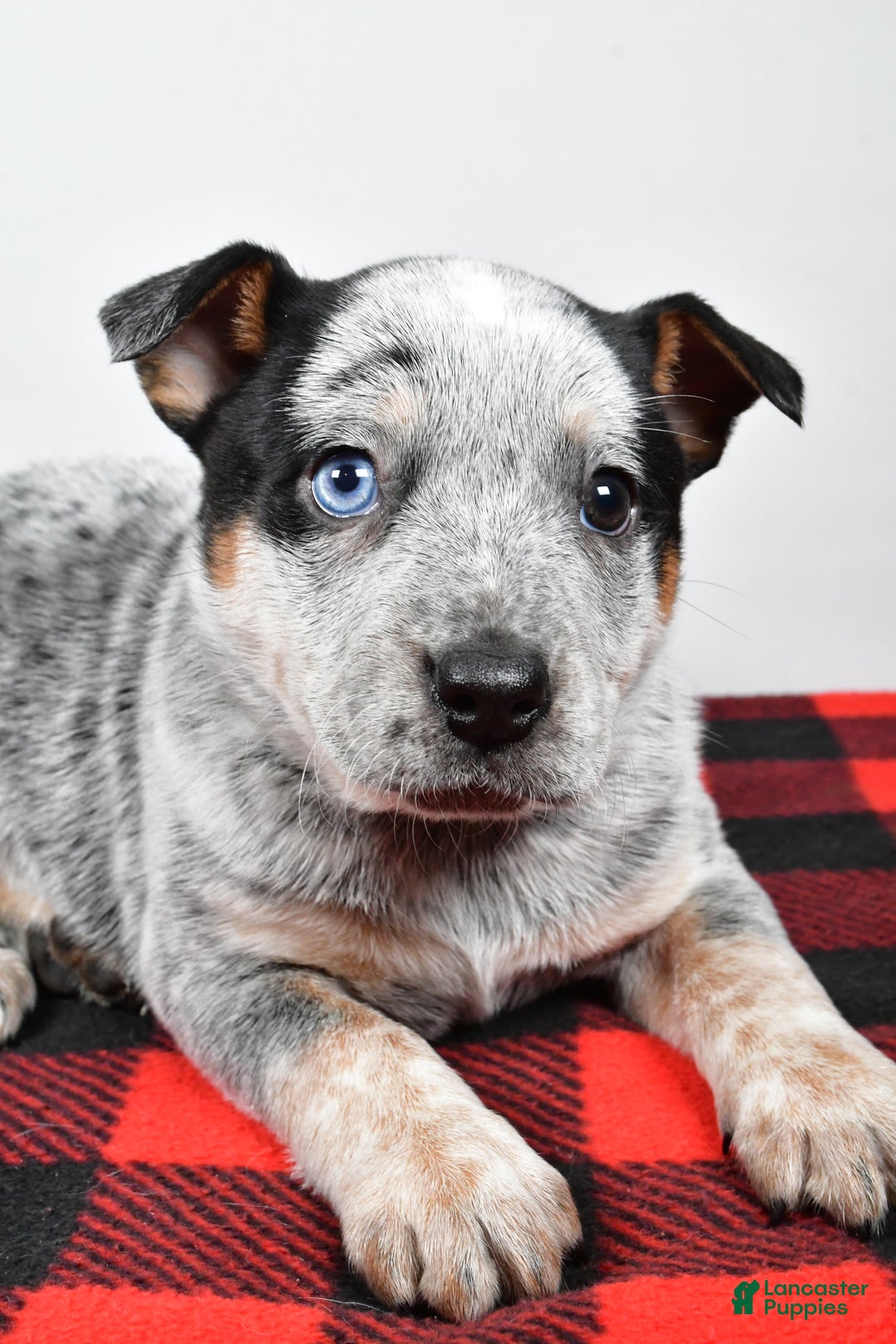 Australian Cattle Dog dogs for sale: Piper - Ad 3