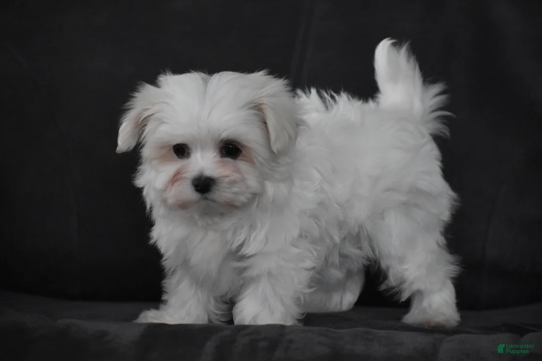 Maltese dogs for sale: Macy - Ad 3