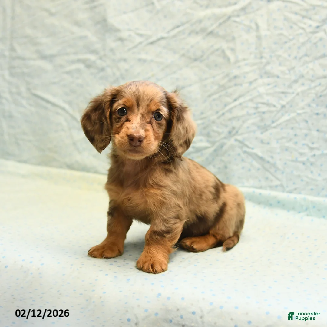 Dachshund dogs for sale: Lilac - Ad 1