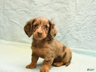 Dachshund dogs Lilac - Ad 3