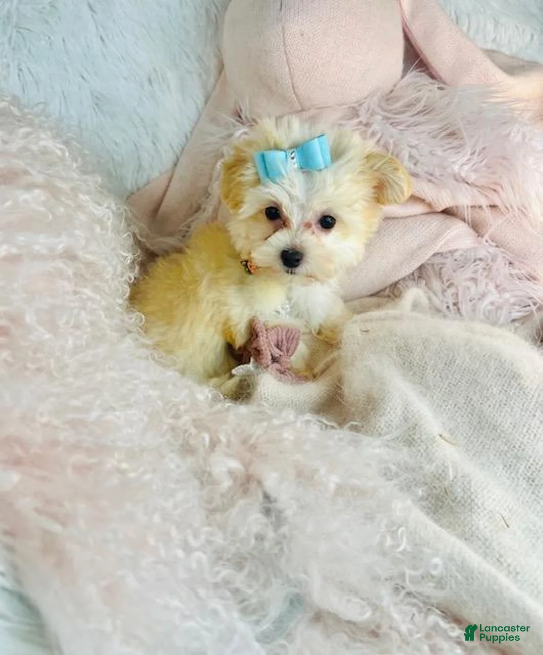 Maltipoo dogs for sale: Maltipoo Puppy 1 - Ad 3